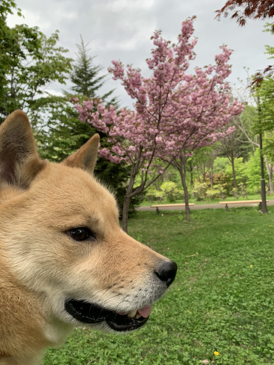 ainuken_ryu's tweet photo. ���幌の桜、まだ咲いているところあります。 https://t.co/zEKlMq9A0G