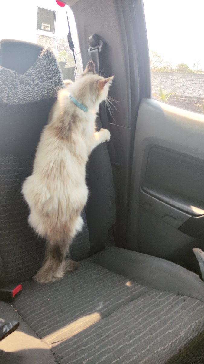 Elena_Mtz22's tweet photo. 🐈🤍 #Anís https://t.co/AznnTS71h6