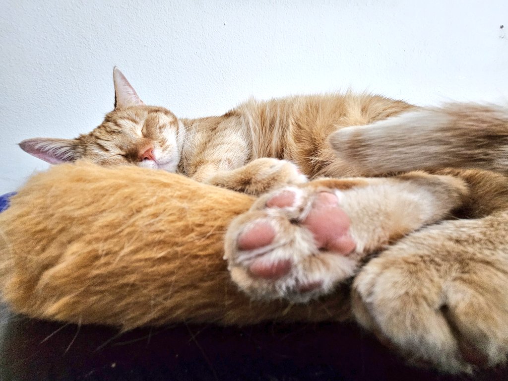 Mama is cleaning while I'm helping her... 💤 😴 😸 - Cheeto SleepyBeans Puma