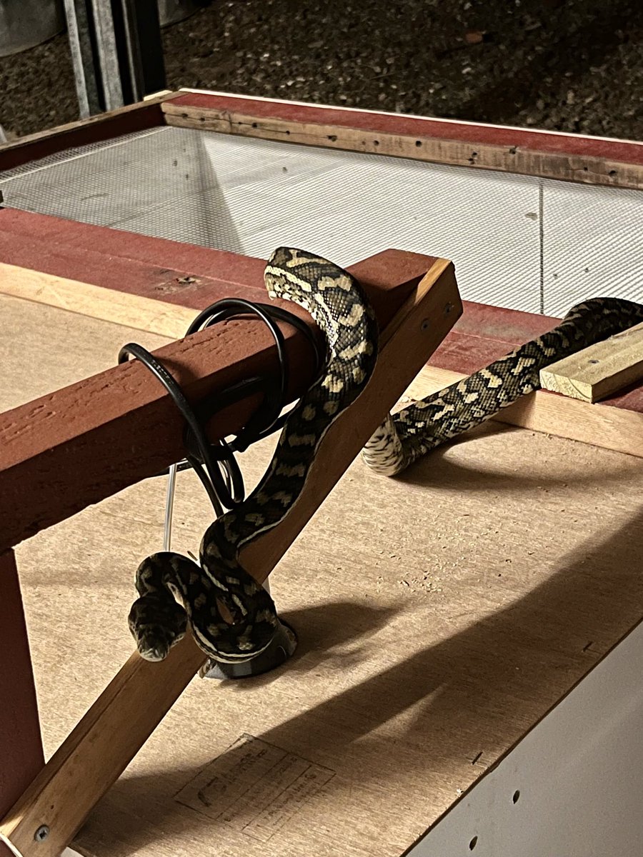 50AcresDown's tweet photo. Also glad we braced the arm holding the heat lamp 💪

#Python #Snake #Keets #Guineafowl #Predator #BrooderBox #Strength #Bracing #Build #BushLife https://t.co/cTH9uqE3Vi