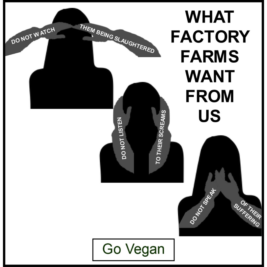 #seenoevil #hearnoevil #speaknoevil #factoryfarms #bekindtoallkinds