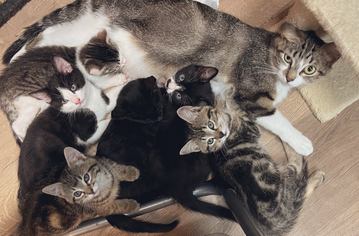 #MommyAndMe - It’s been fun celebrating the best cat momma anywhere. Hope she reminded everyone how special moms can be! It’s time for #Popcorn to dry up and baby surgeries soon. Meanwhile, loving this family portrait. 🤎🤍🖤🩶#MommyAndMe #kittens #CatsOfTwitter