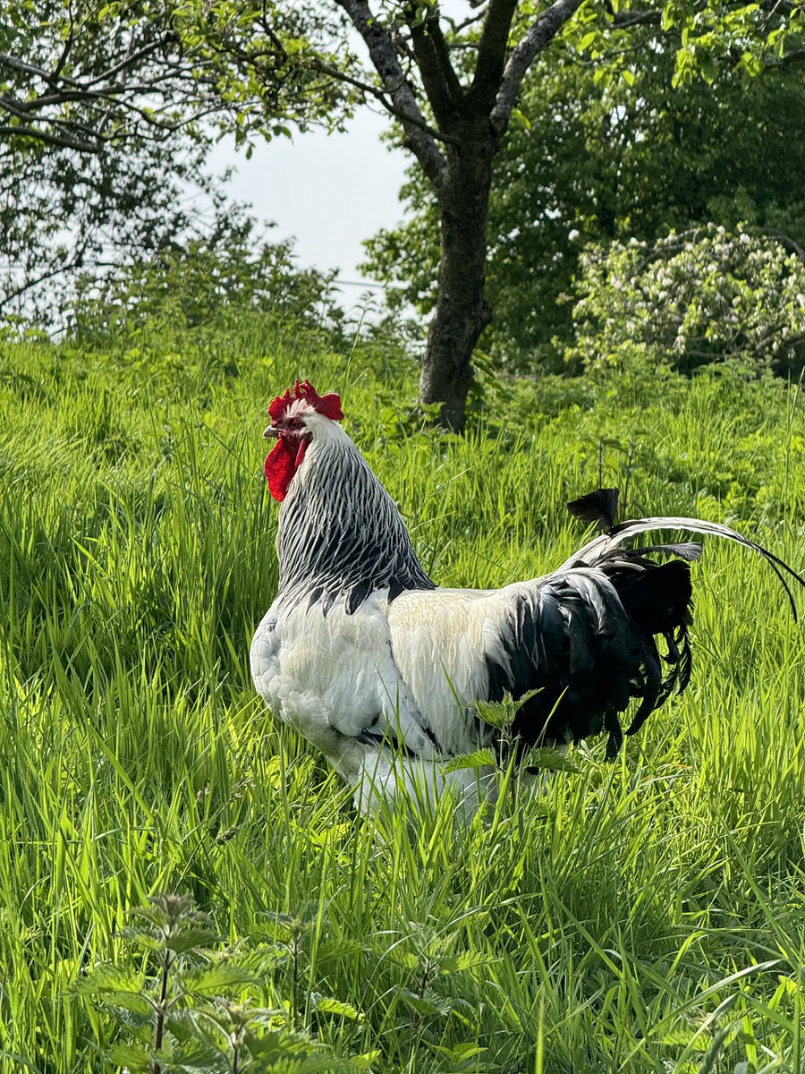 Encountered the finest cockerel I ever saw today. Magnificent.