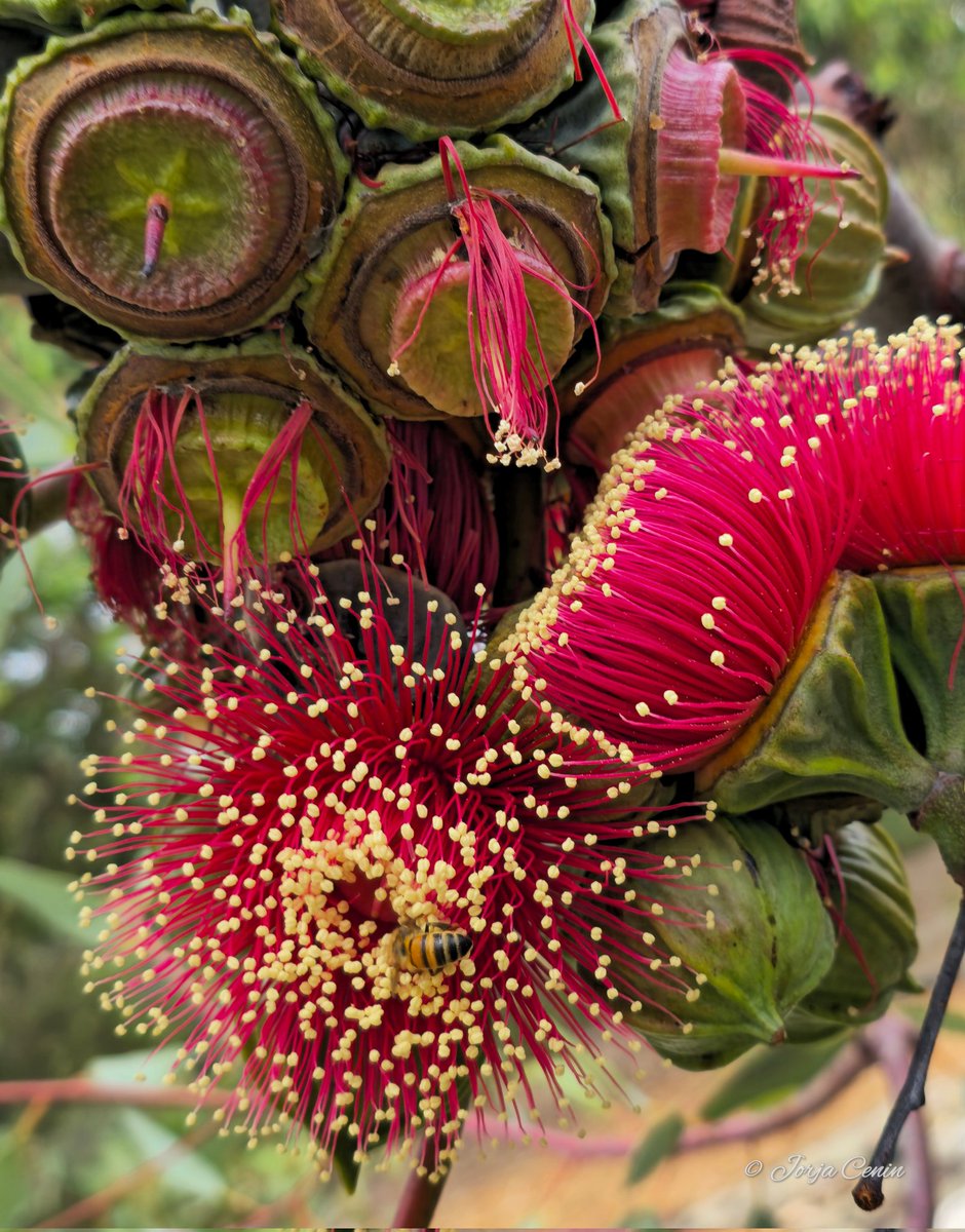 Eucalyptus youngiana ❤️ #wildflowerhour #flowers #beautiful