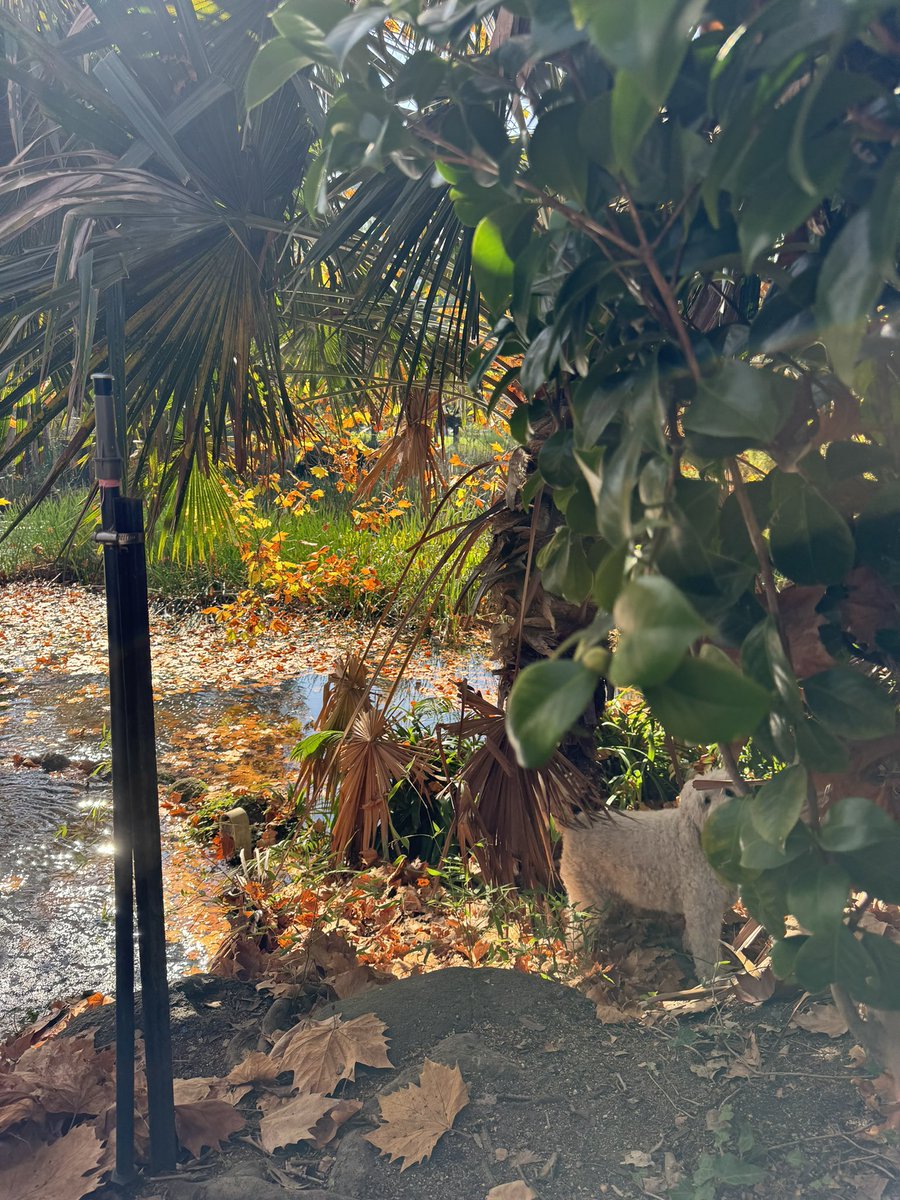 HOBPETS's tweet photo. Where’s JUNIOR-the-Groodle? #FRIENDS4EVER #groodle #dogmodel
@dog_rates @dogecoin @AssistanceDogs @Naughty_Dog @jamieoliver @BenefitBeauty https://t.co/2x3d8IAMg2