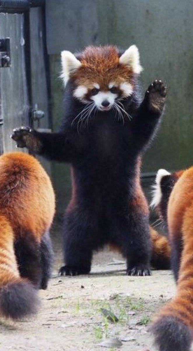 red panda jen to help everyone get through their day