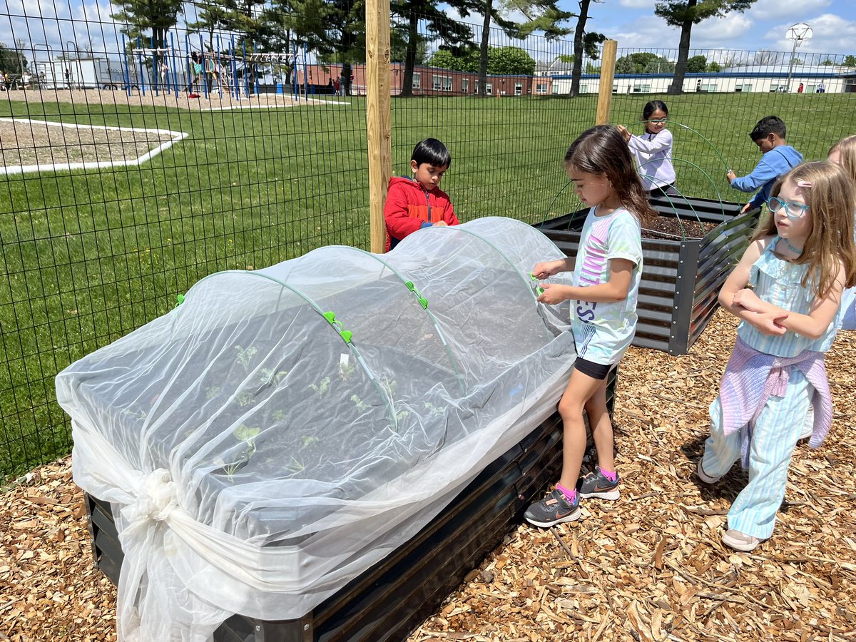MrsMizesClass's tweet image. The 2nd grade garden is looking so good! Ss were hard at work this afternoon planting the last of our seeds and seedlings! Can’t wait for our big harvest, donation, and tasting in June!! @WestChesterASD @WCFoodCupboard @IanKerr_math