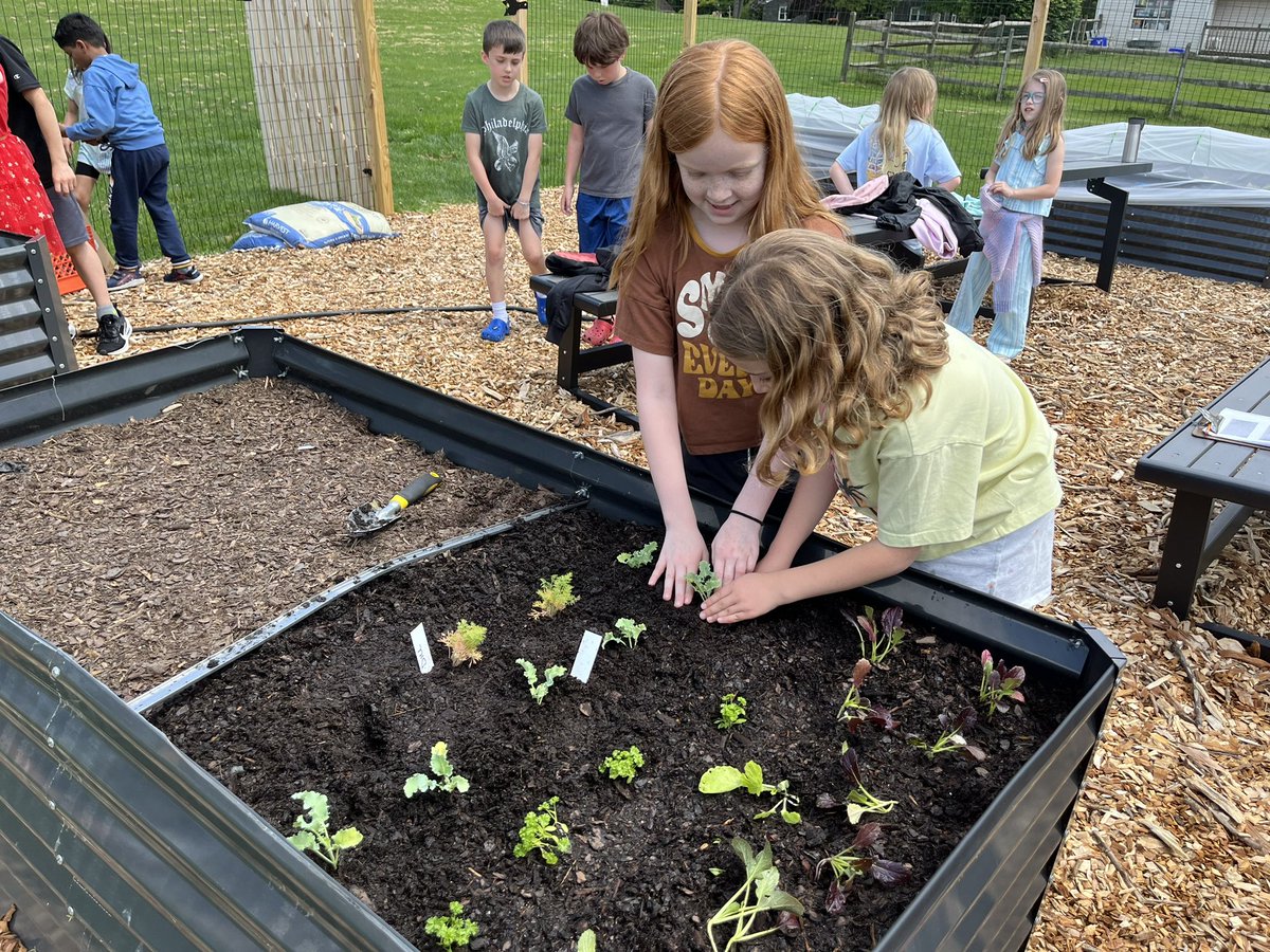 MrsMizesClass's tweet image. The 2nd grade garden is looking so good! Ss were hard at work this afternoon planting the last of our seeds and seedlings! Can’t wait for our big harvest, donation, and tasting in June!! @WestChesterASD @WCFoodCupboard @IanKerr_math