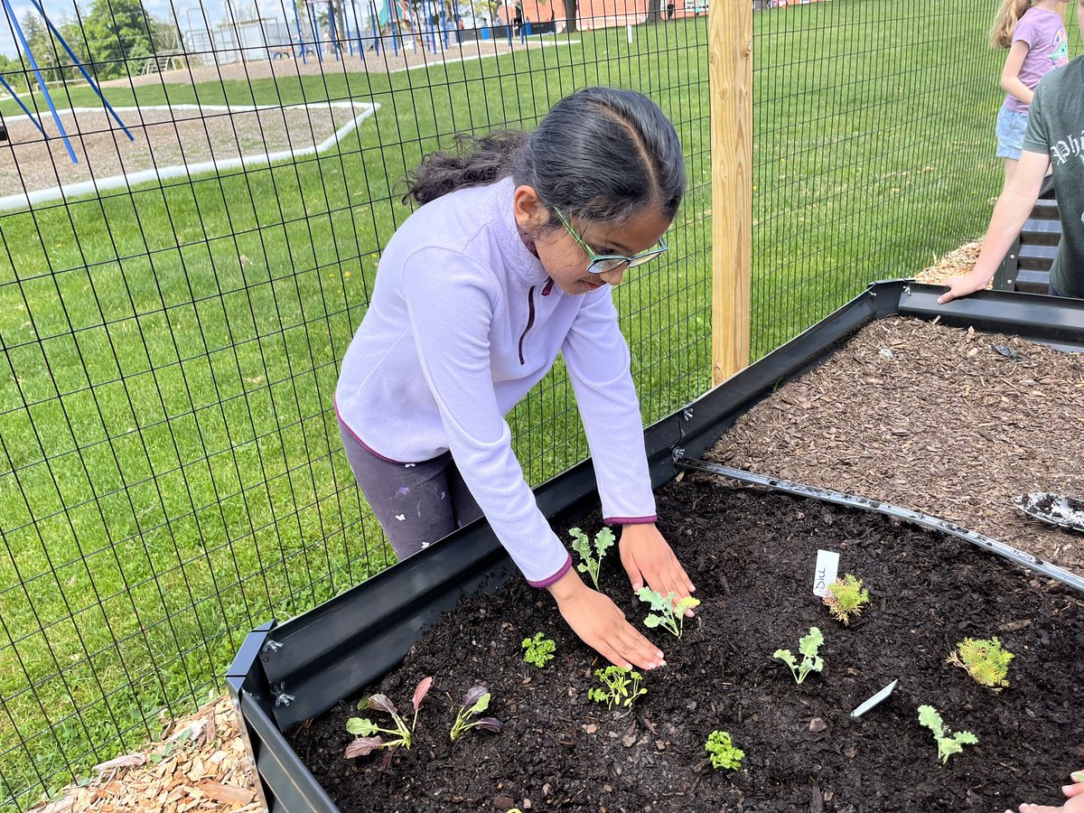 MrsMizesClass's tweet image. The 2nd grade garden is looking so good! Ss were hard at work this afternoon planting the last of our seeds and seedlings! Can’t wait for our big harvest, donation, and tasting in June!! @WestChesterASD @WCFoodCupboard @IanKerr_math