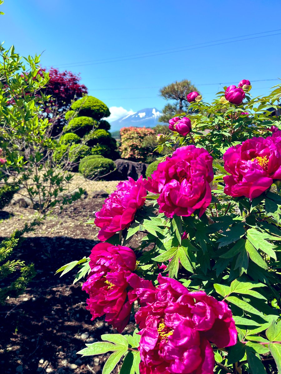 お疲れ様です☺️

我が家の庭より🌺⛰️🌲

#牡丹
#岩手山