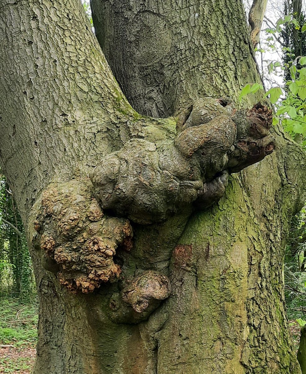 Happy #thicktrunktuesday Definitely a flying pig or maybe some sort of dog leaping from this thick trunk #GardeningX #gardeningtwitter #trees