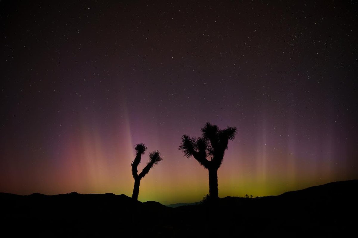 My favorite photos I took of the Northern Lights in Joshua tree 🧵 (1/5) 

1. Love how the northern lights form a crown over the Joshua trees here