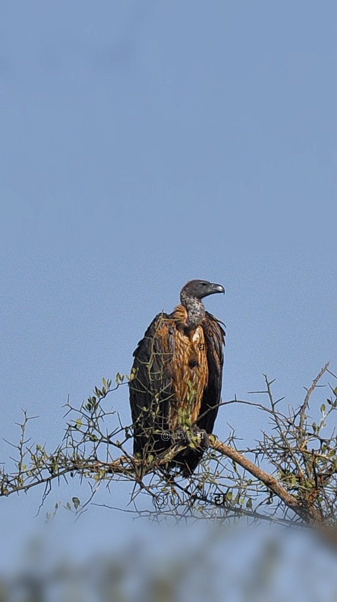 @kirola_hemant Beautiful capture and a lovely theme ... Here's a couple of 'scavenging beaks'!!!