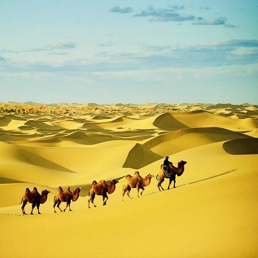 Монголын их говь..