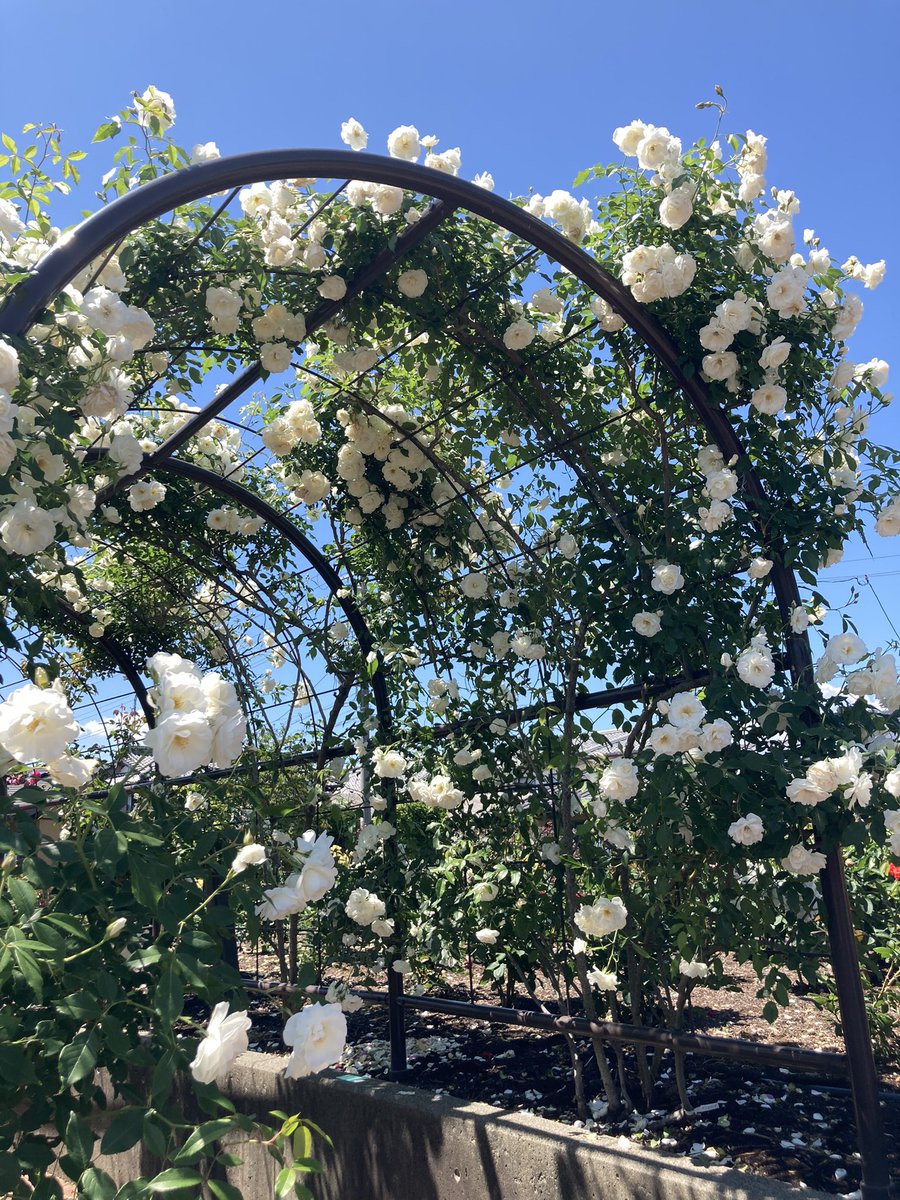 大野町の薔薇公園に来ました✨
満開のバラもありました✨
アーチも綺麗に咲いていますね✨
お年寄りの方も車椅子で来られていました👩‍🦼