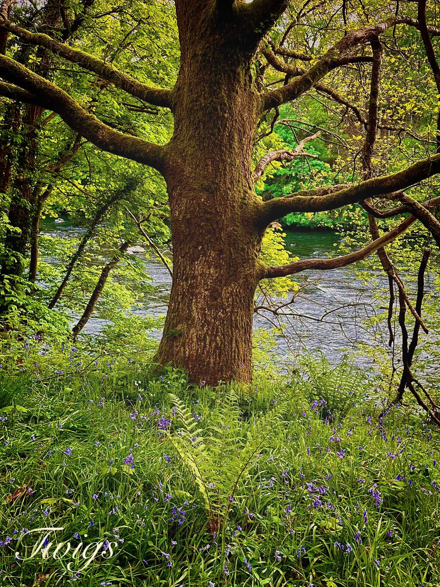 Bluebells by the river #thicktrunktuesday