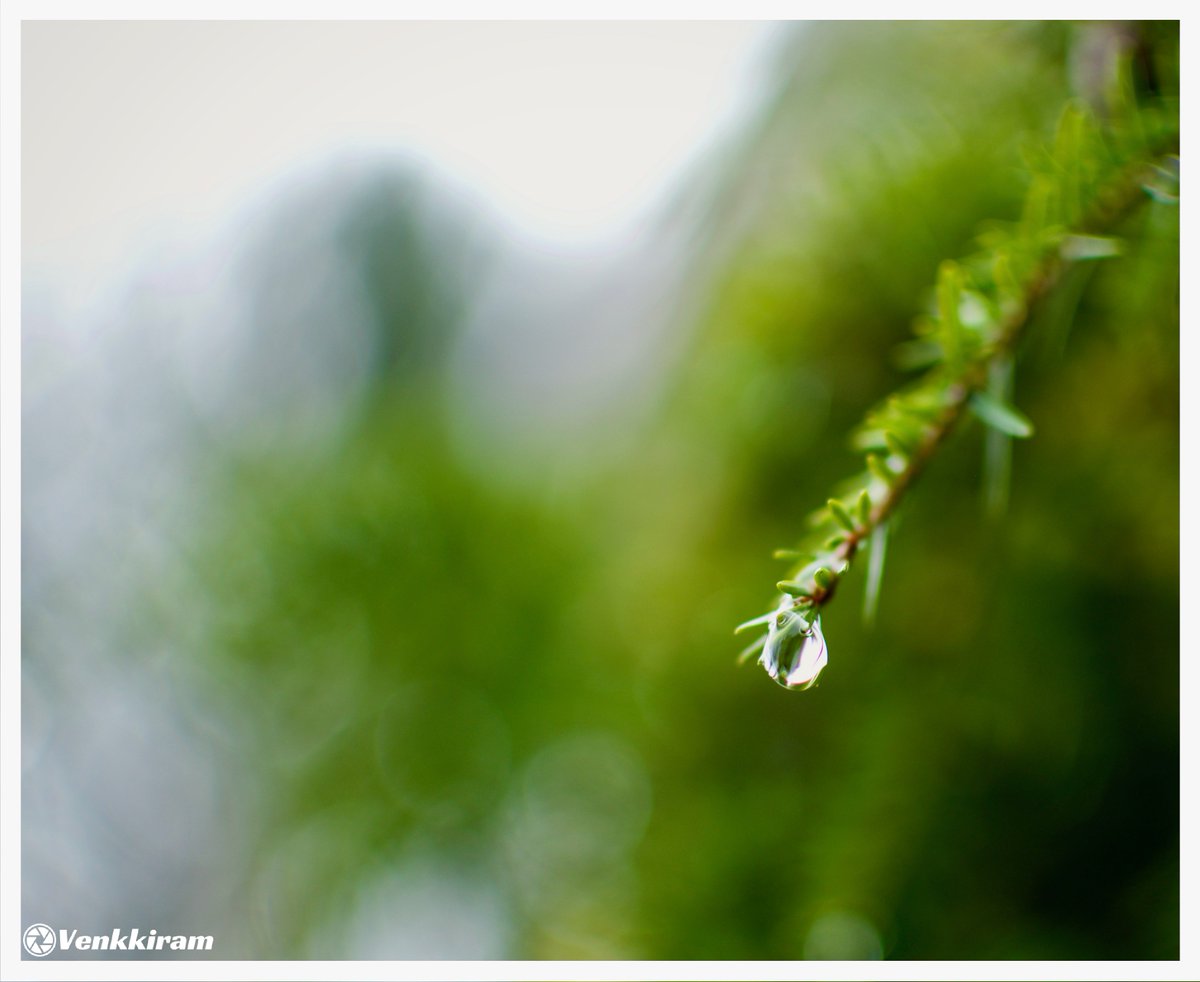 QP a photo with water droplets.

Mine, 👇

#water #droplet #green #photography #venkkiclicks