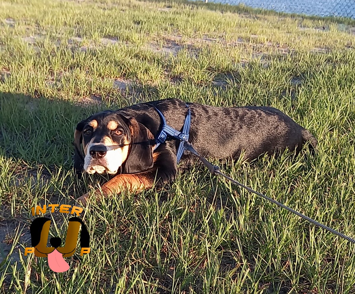 I think my dog is broken. It won't stop sniffing the ground and laying down. #HilariousHounds | James Bean

#InterPup #JamesBean #Puppy #Pup #Dog #PuppyPictures #Beagle #Coonhound #BlackandTan #BlackandTanCoonhound #doggy #pet #mydog #doglover #pupper #bark #spoiled #dogstagram