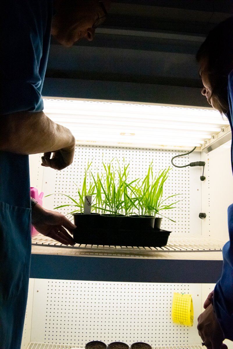 📌Are you ready for your next career step? We are hiring a research scientist (required postdoctoral experience) to join Pests and Diseases <a href="/CSIRO/">CSIRO</a> (Canberra, Australia). 
To learn more jobs.csiro.au/job/Canberra%2…