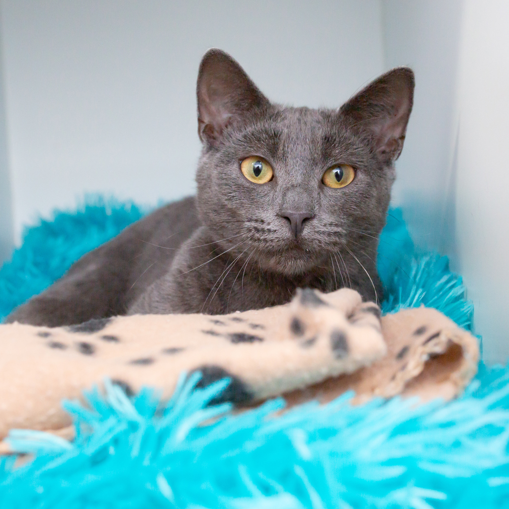 Hi there, lovely humans! I'm Tuna, the purrfect little feline ready to charm my way into your heart and home! 🐱💕 At 10 months old, I'm bursting with energy and enthusiasm, just itching to explore the big wide world. For more on Tuna please visit - bit.ly/AWLQTune127969