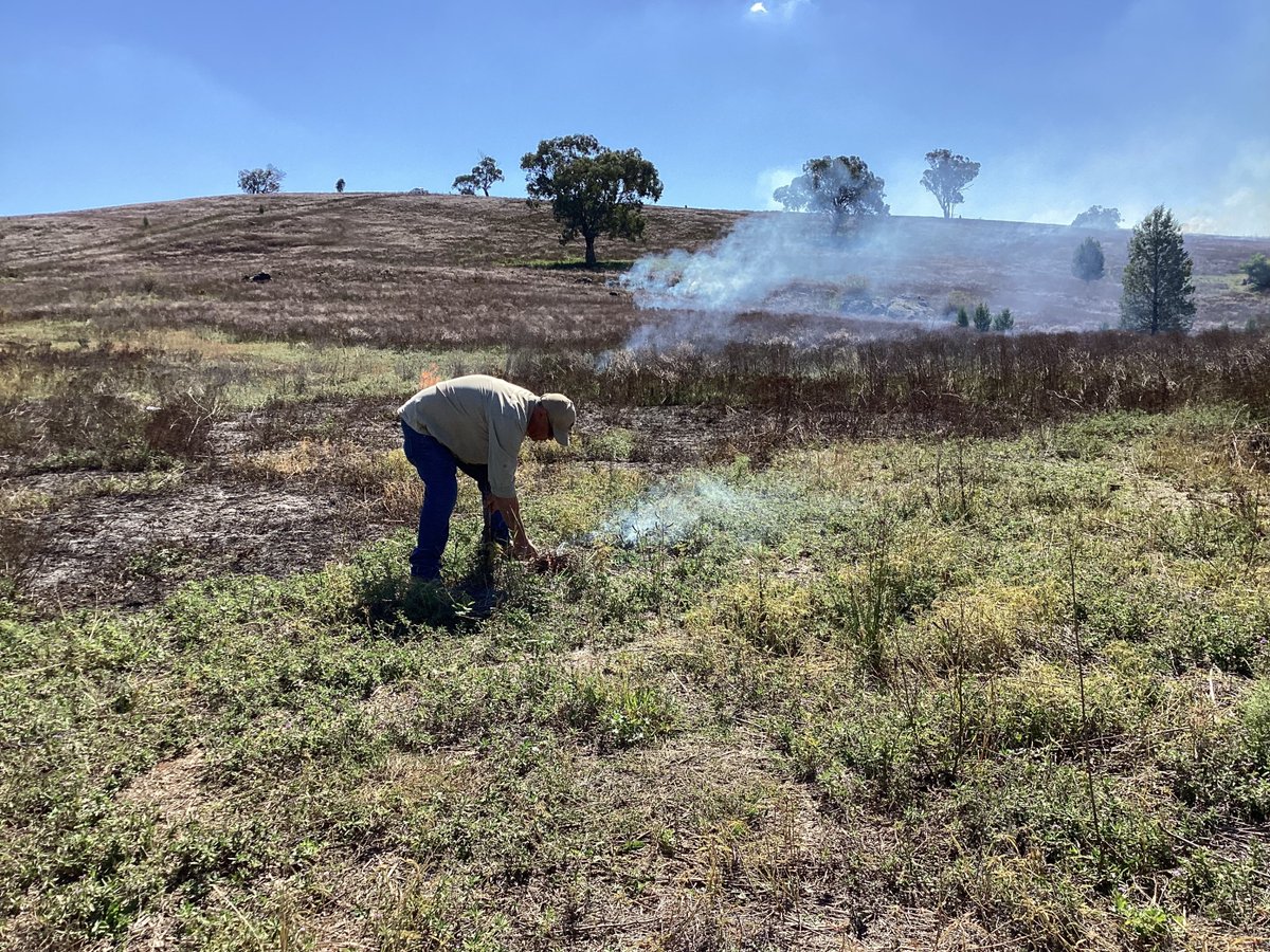 Firesticks recently led a Cultural Burn at Wellington Town Common on Wiradjuri Country, which effectively reduced fuel loads on the site. Cultural Fire Practitioners Katrina Blow & Robbie Paulson & Mentoring Program Associates Greg Ingram & Jacob Young were a great support. 🔥