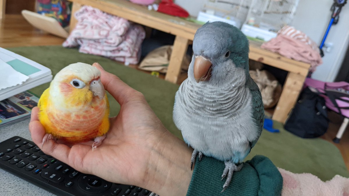 これ以上近付くと噛まれる(飼い主が)

#ウロコインコ　#インコ
#オキナインコ