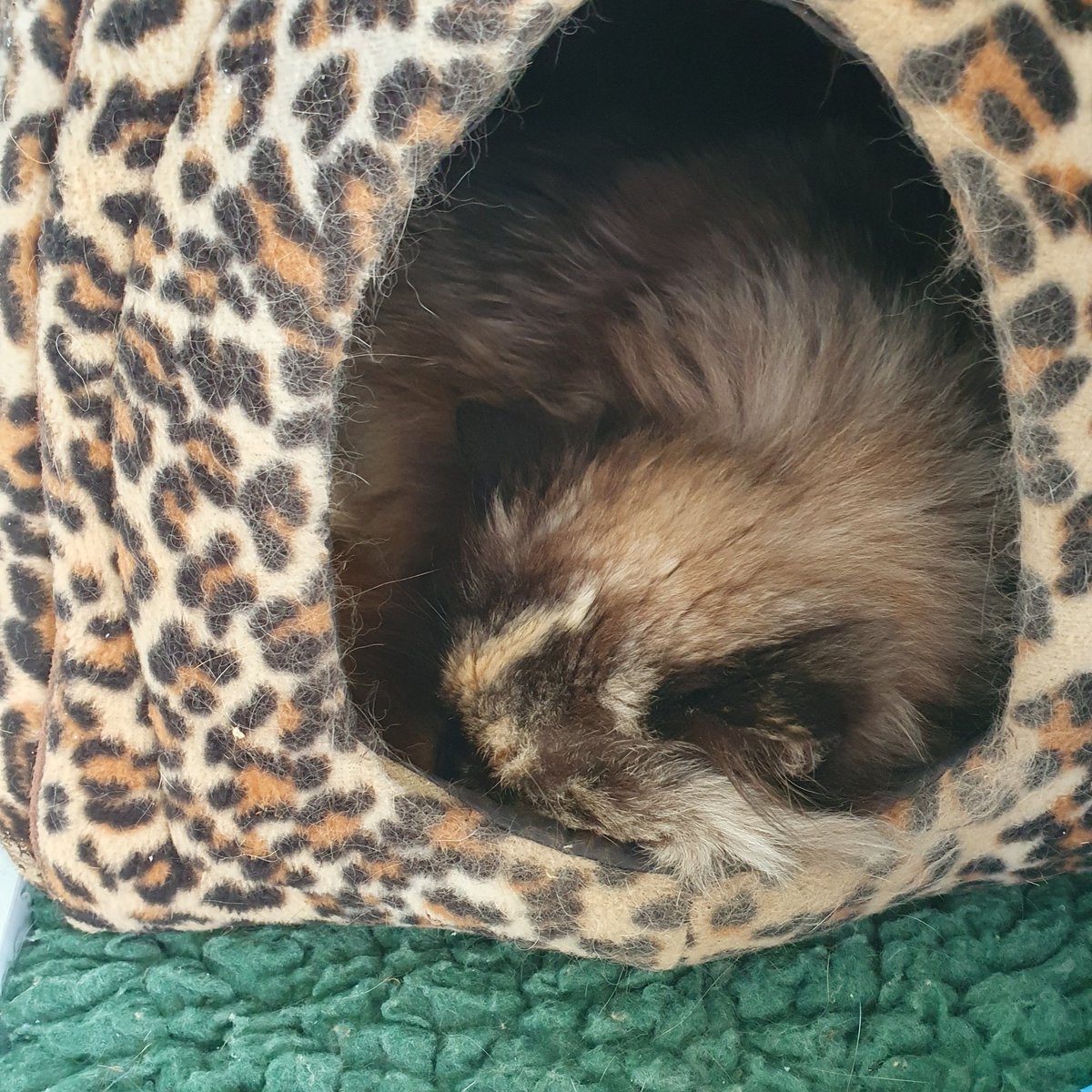 #GivingTuesday ~ Tula has decided the best place to be is in her favourite igloo on this wet morning. She is one of the Freerangers & they can be sponsored for £20 pa. Contact Sam sponsorship@shropshirecatrescue.org.uk or go to shropshirecatrescue.org.uk/sponsor-a-cat #inthecompanyofcats #sleepy