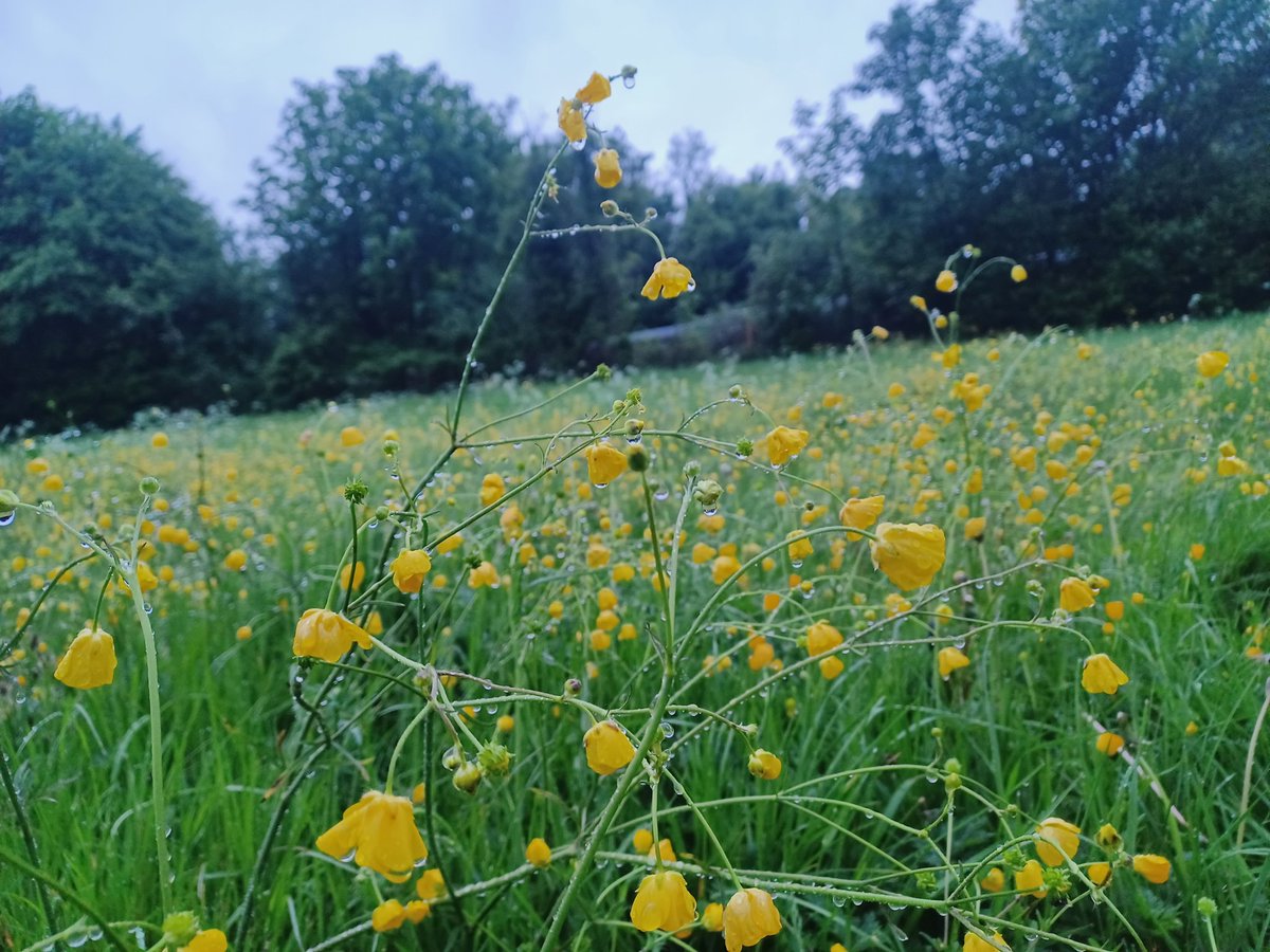 I had the pleasure of a solo dawn chorus walk this morning

The birds weren't calling from the hedgerows so much, they were calling from the hedgerow trees

We need hedgerow trees!