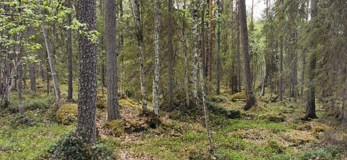 Pieni ketju aiheesta ja (valtion) esimerkkejä siitä, mitä kriteeristö jättäisi suojelun ulkopuolelle (kuvat). Ikäkriteeri on aivan liian korkea, mutta lisäksi vanhassa metsässä suurikin osa puista voi olla yli 120/140/jopa 200/300v, mutta valtapuuston keski-ikä ei sitä kerro.