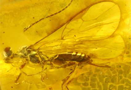 First reliable fossil record of the subfamily Rhysipolinae (#Hymenoptera: Braconidae): a new subgenus and species of the genus Rhysipolis Foerster, 1863 from Baltic amber 
mapress.com/zt/article/vie… 
#Taxonomy #wasps