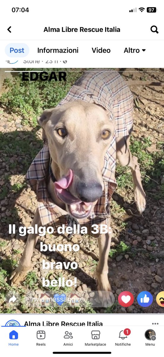 Questo principe meraviglioso color champagne è Edgar. Un cane bello,bravo e buono, che rispetta qualsiasi richiesta. Aspettiamo per lui una famiglia che faccia splendere la sua luce🤎 Almalibre-rescue.org