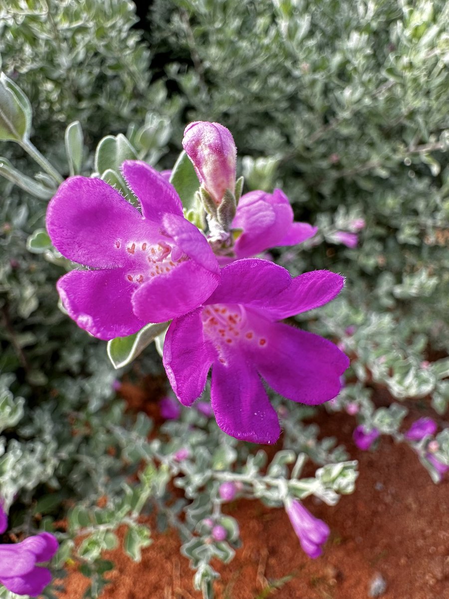I think it’s called sage….

Not sure though …
Love the mauves here

#flowerpictures #vrupix