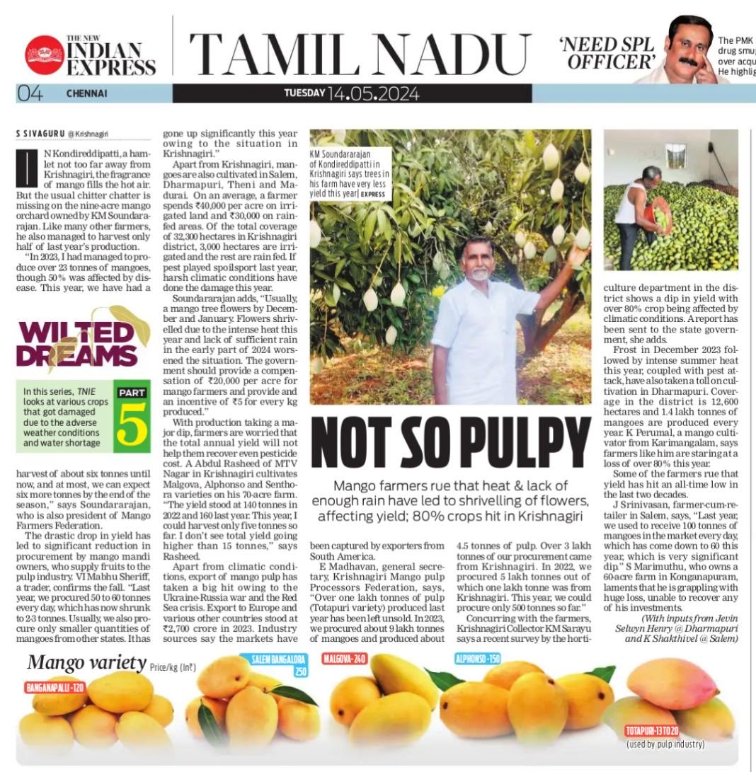 Mango farmers rue that heat and lack of adequate rains have led to shrivelling of flowers, badly affecting yield this year. #TNIE series #WiltedDreams continues… ⁦@shivaguru_TNIE⁩ ⁦@xpresstn⁩ ⁦@NewIndianXpress⁩ newindianexpress.com/states/tamil-n…