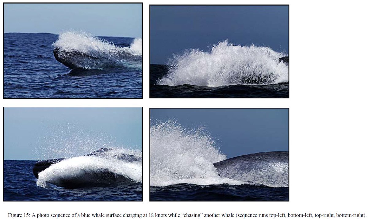 Blue whale charging after another one at 18 knots (33 km/h) Source: McCauley et al. (2004) Western Australian exercise area blue whale project. Final summary report.