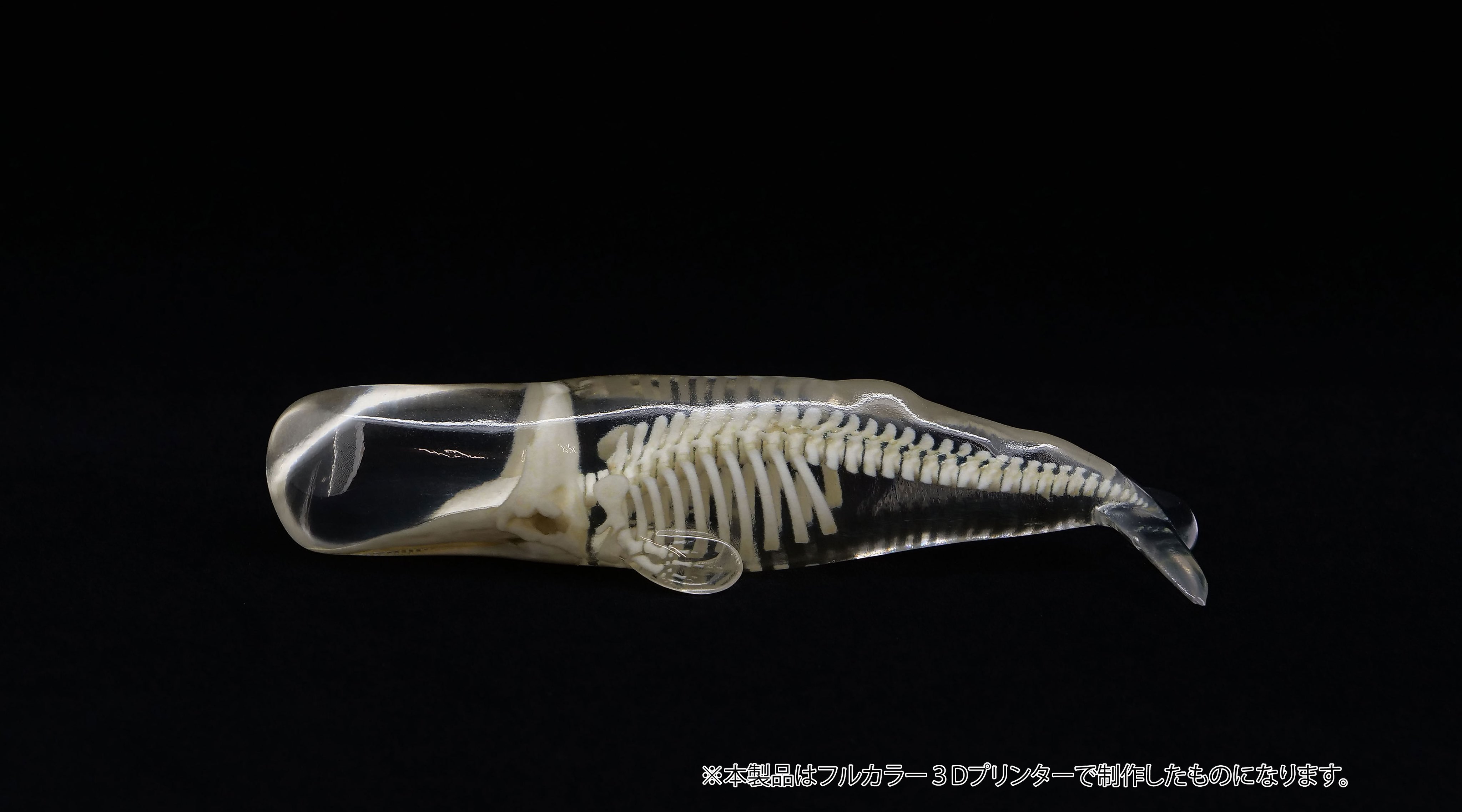 マッコウ鯨 牙玉 鯨歯玉 標本 緒締 根付 約12㎜ 鯨歯 マッコウクジラ 牙玉 ルース 約11㎜ 片穴 15個 - メルカリ