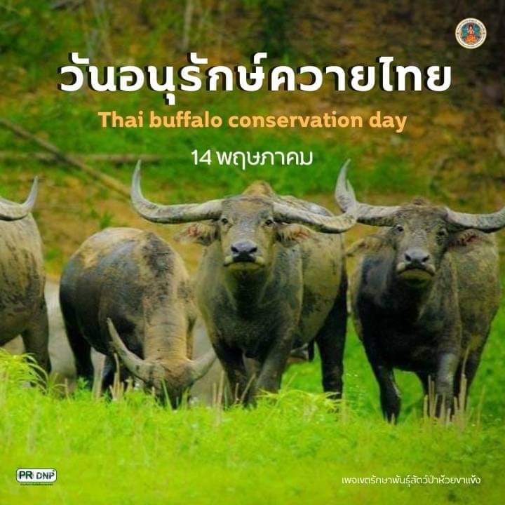#วันอนุรักษ์ควายไทย วันที่ 14 พฤษภาคมของทุกปี เป็น 'วันอนุรักษ์ควายไทย' #14พฤษภาคม #วันอนุรักษ์ควายไทย #ควายไทย #กรมอุทยานแห่งชาติ #ควายป่า #มหิงสา #สัตว์ป่าสงวน