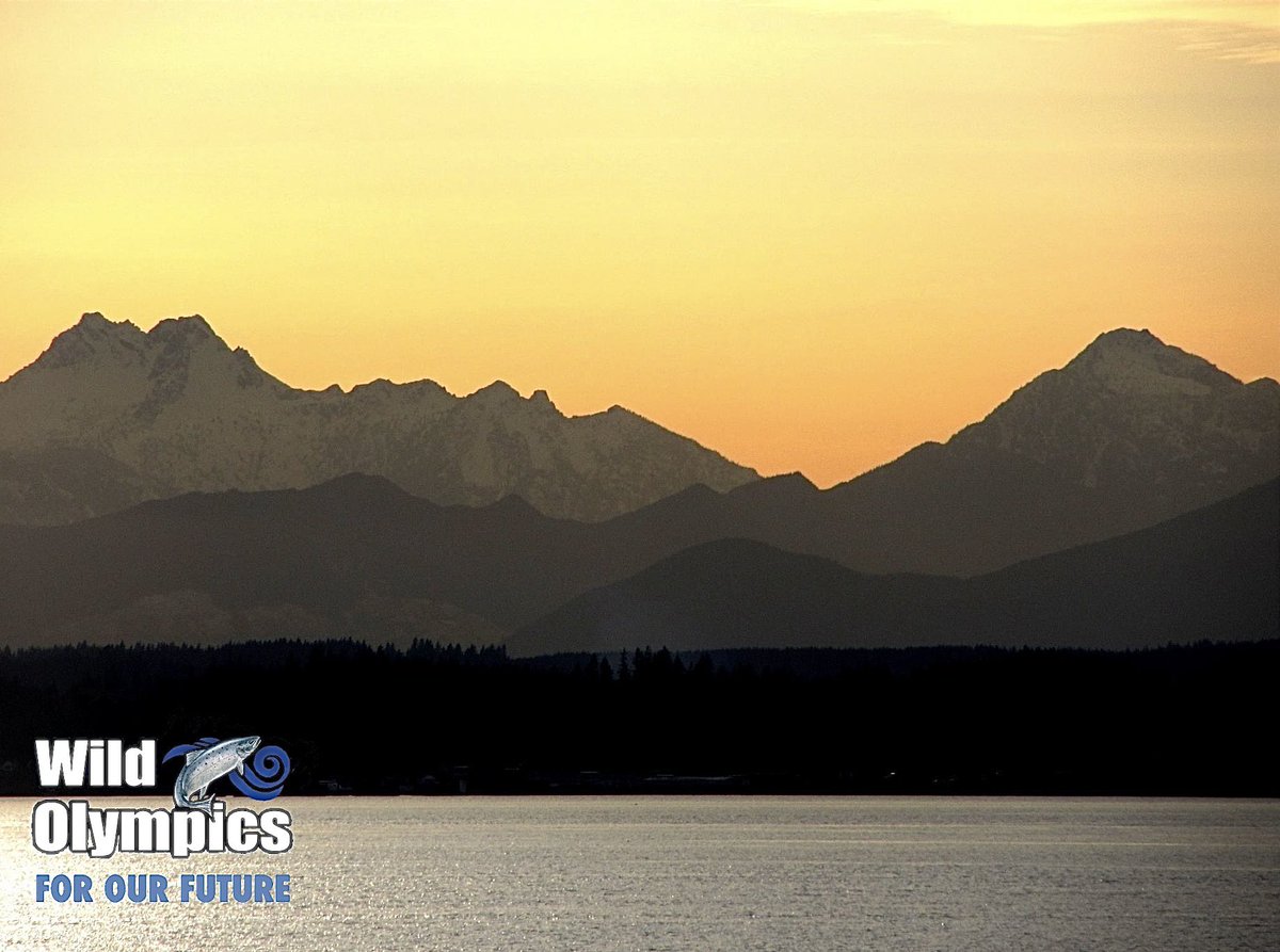 Jupiter Ridge proposed wilderness would be permanently protected by <a href="/PattyMurray/">Senator Patty Murray</a> &amp; <a href="/RepDerekKilmer/">Rep. Derek Kilmer</a>’s #WildOlympics Act. SIGN &amp; SHARE the WildOlympics.org/wild-olympics-… urging Congress to pass it NOW to protect these natural treasures for our future! <a href="/SenatorCantwell/">Sen. Maria Cantwell</a> <a href="/EnergyDems/">Senate Energy Democrats</a> #pnw