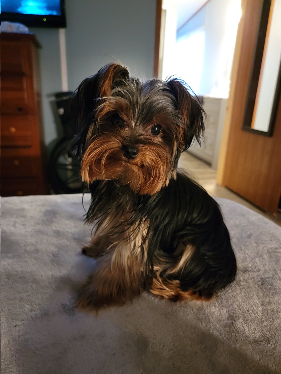 stephaliwrites's tweet image. Daisy Mae is ready for her 1st #WestminsterDogShow!  #BestatHomeContest