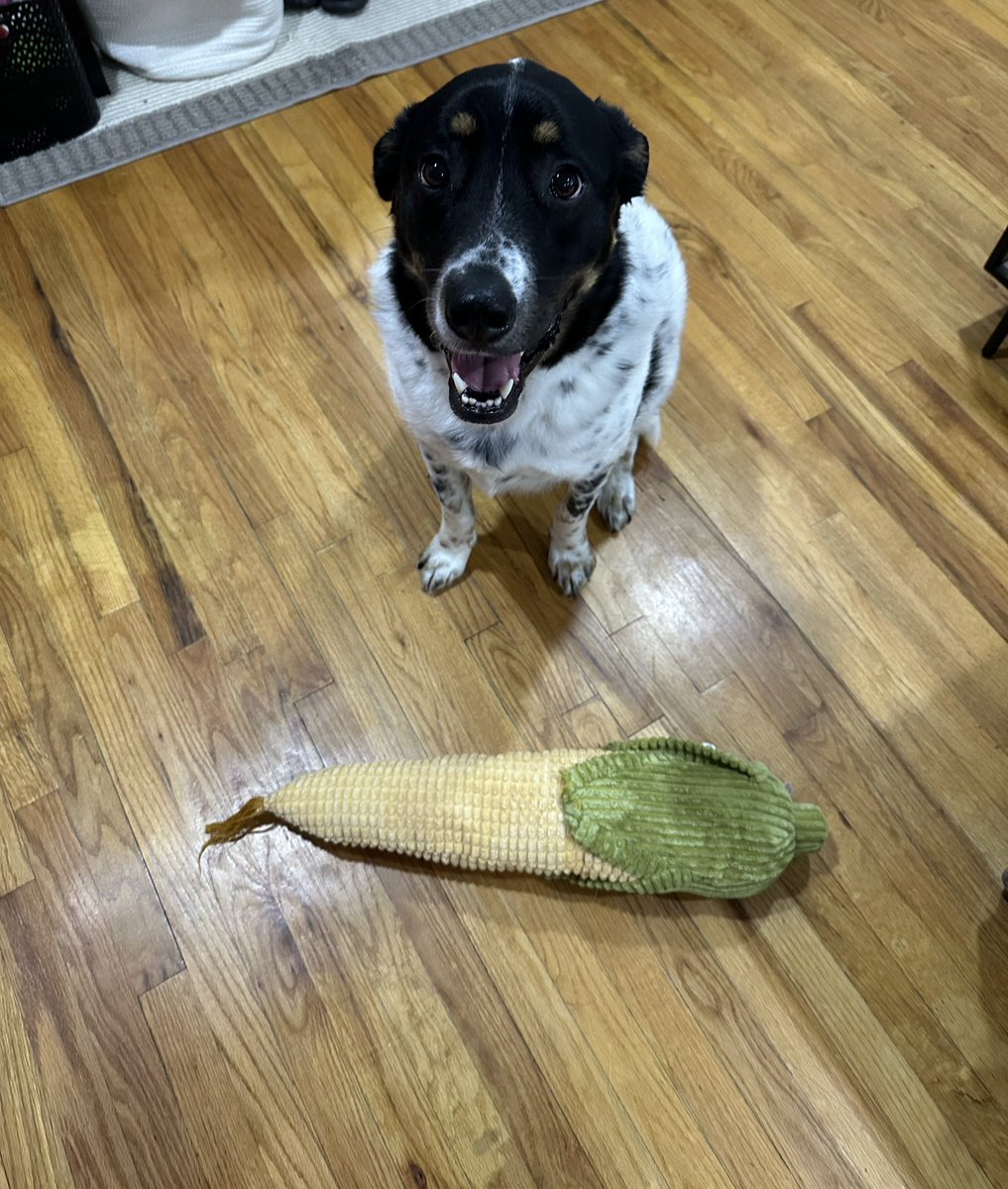 Xpensive_sb94's tweet image. My baby Australian cattle dog/Great Pyrenees, Oliver! #bestathomecontest