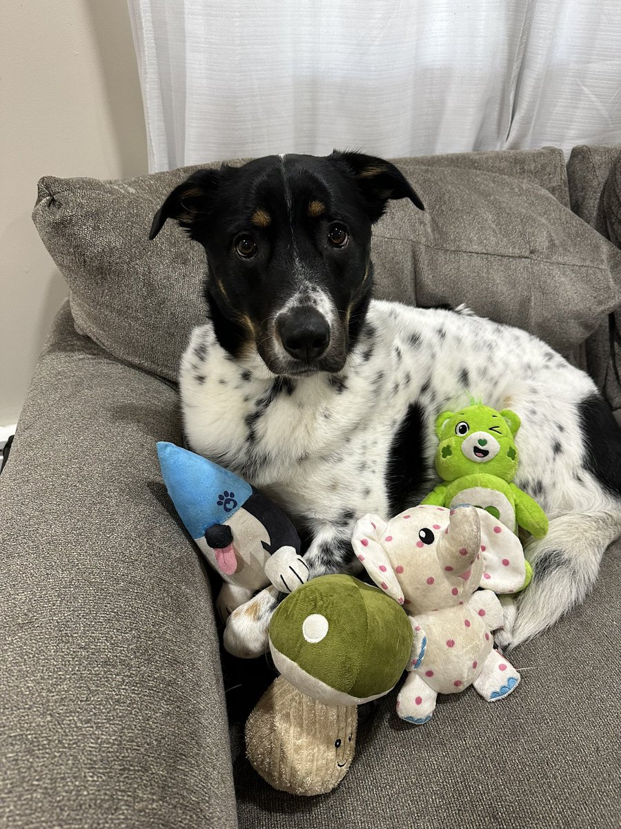 Xpensive_sb94's tweet image. My baby Australian cattle dog/Great Pyrenees, Oliver! #bestathomecontest
