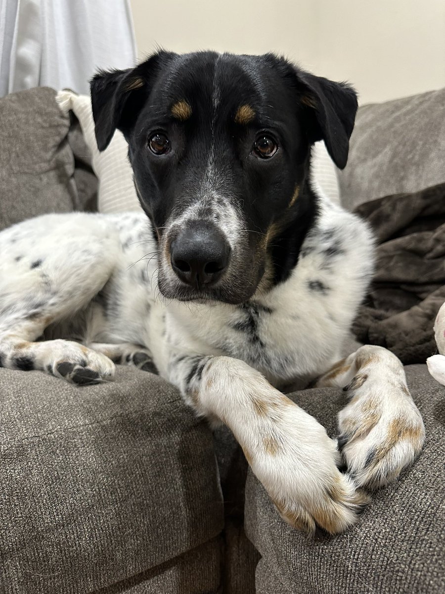 Xpensive_sb94's tweet image. My baby Australian cattle dog/Great Pyrenees, Oliver! #bestathomecontest
