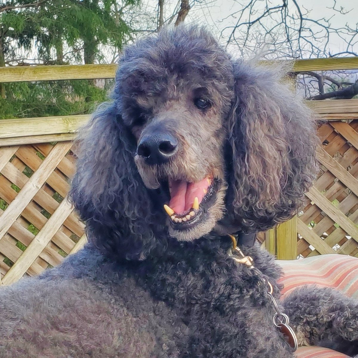 poodlestar's tweet image. #bestathomecontest #wkcdogshow