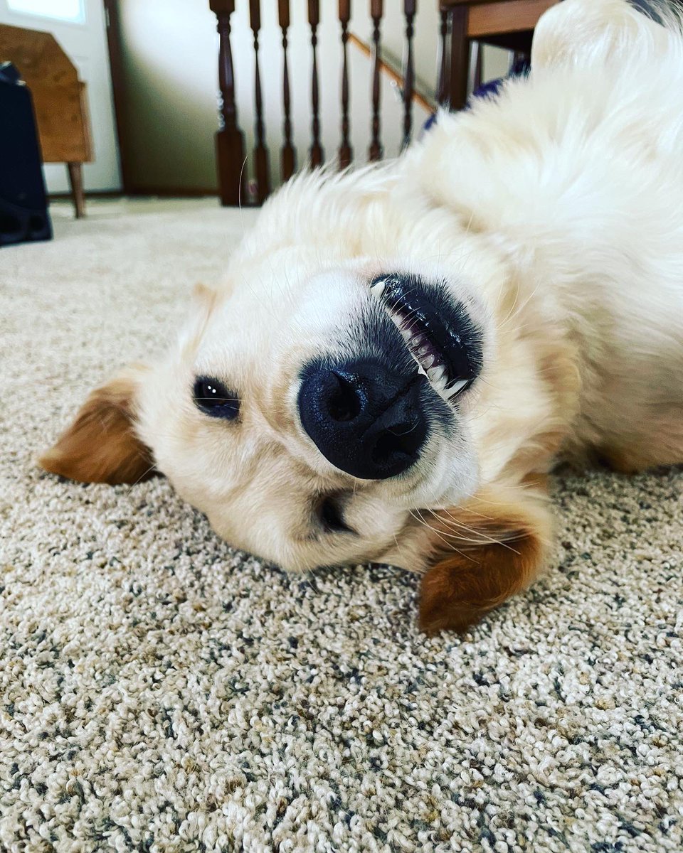 esimmermanatc's tweet image. #BestAtHomeContest