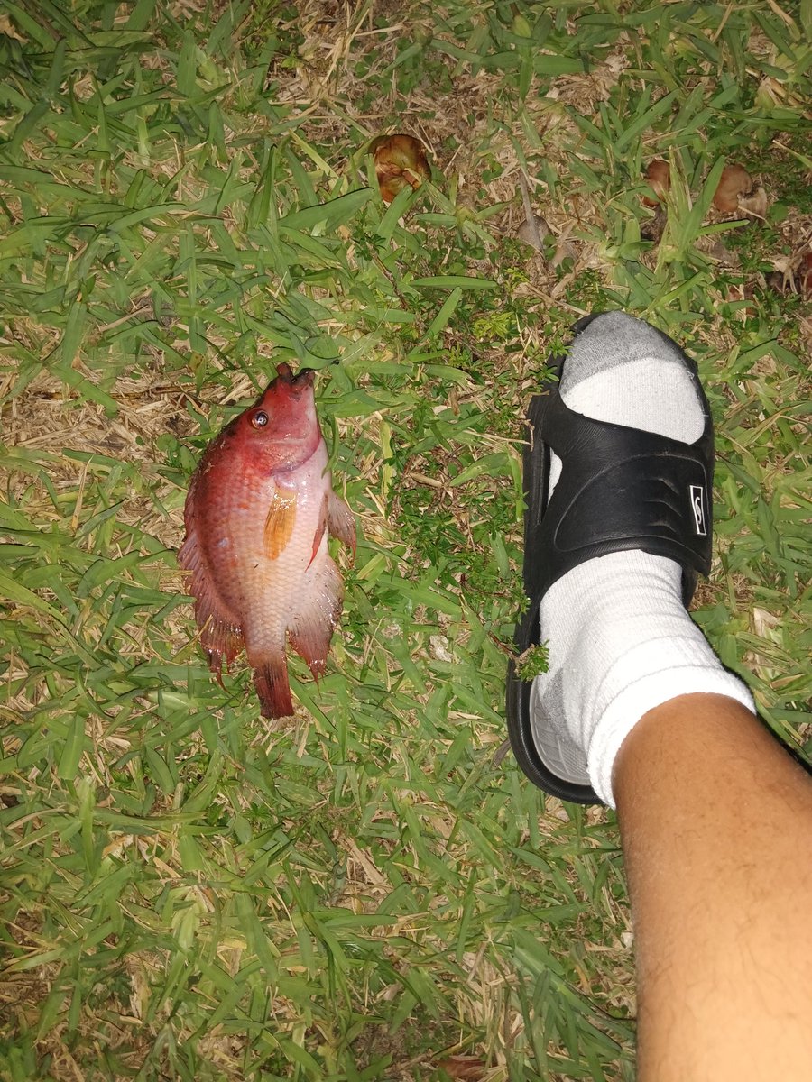 Just caught a Florida Red Tilapia 🎣 🐟