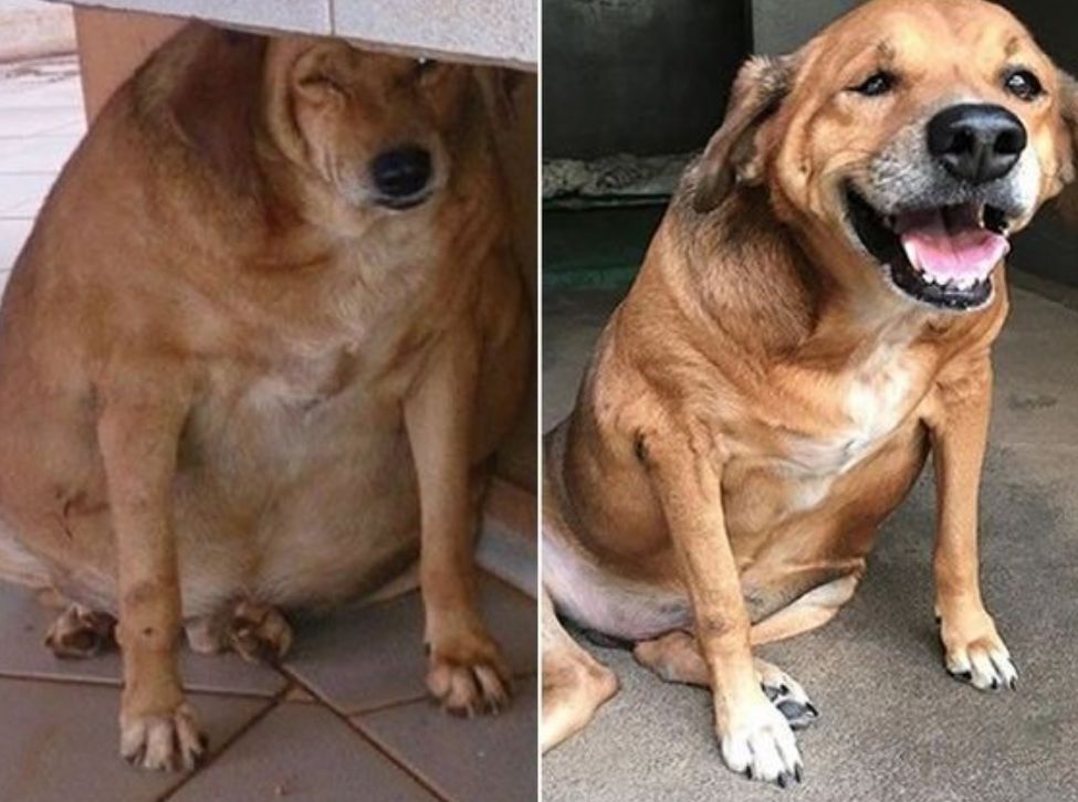 Dog Before And After Rescue Amazing Recovery!