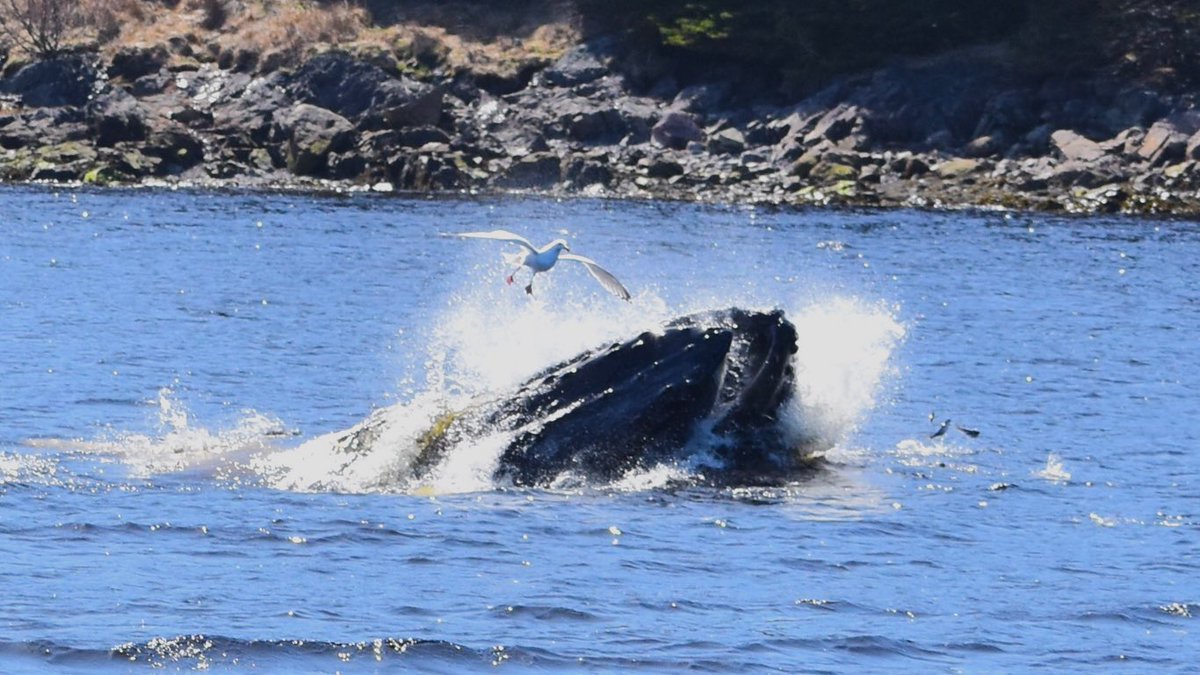 A humpback strikes the herring