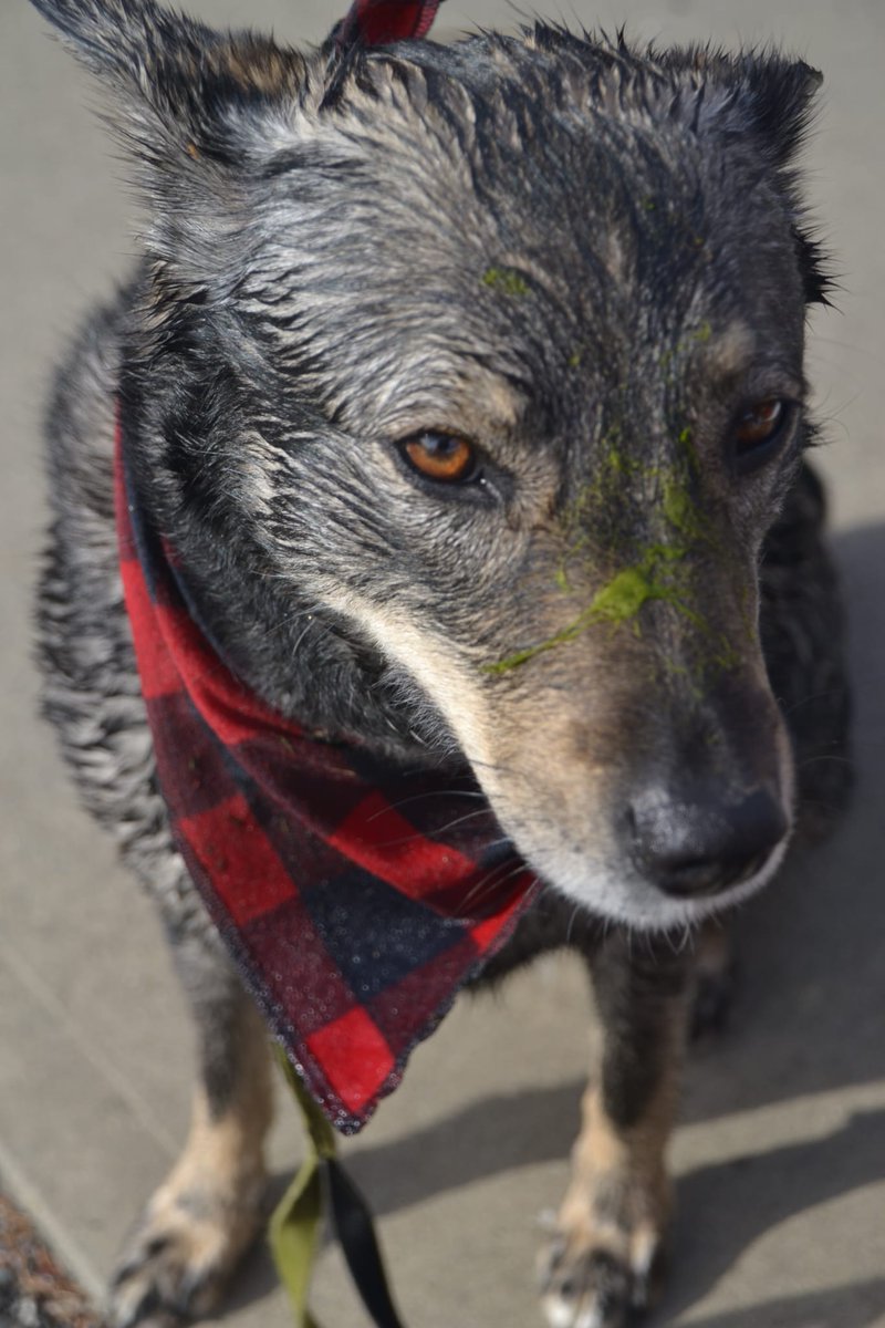 Rockett #BestAtHomeContest