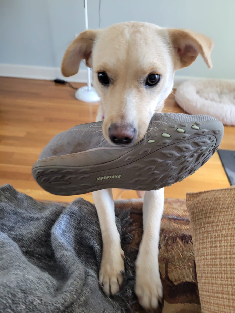 Starlett #BestAtHomeContest