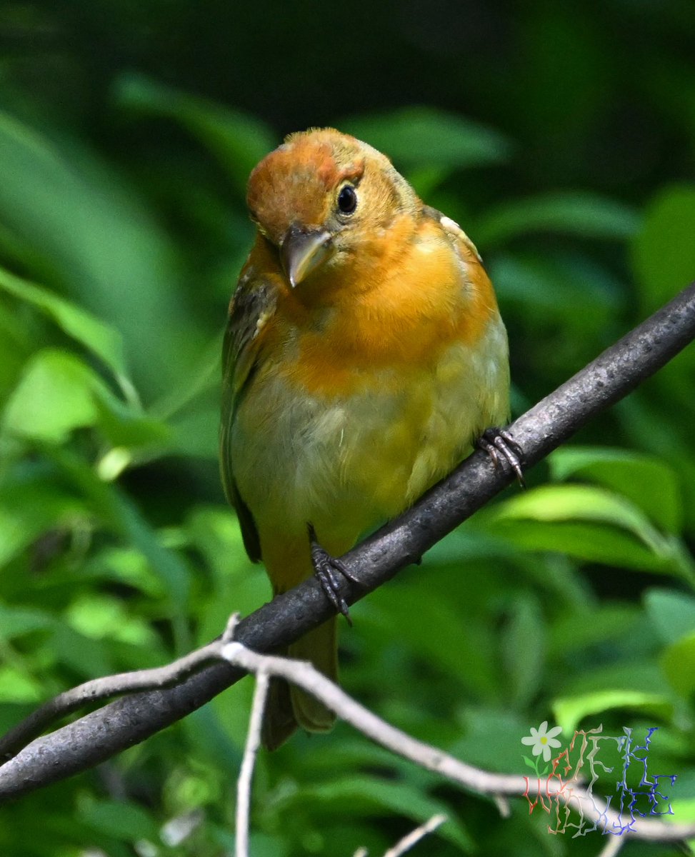 Summer Tanager (2nd year male) at the bathing rock Saturday       #birdcpp