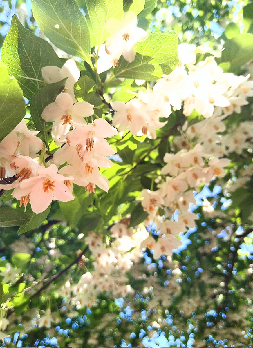 今日のお疲れさまに☘️ 綺麗だと思ったのでした ☘️✨🌿✨☘️ エゴの木🌿 　　　　ｶﾅ 貝殻亭ガーデン様から